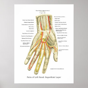 Poster interne anatomie met hand en pols