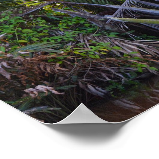 Poster Intervenant pris à Nipa Palm dans la péninsule de  (Coin)