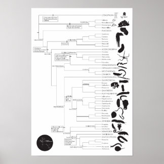 Poster Invertis : Exploration de l'arbre animal de la vie