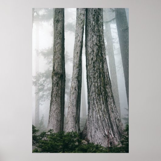 Poster Invoquer la forêt (Devant)