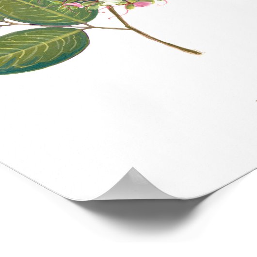 Poster Ipil (Intsia bijuga) Flores forestières philippine (Coin)