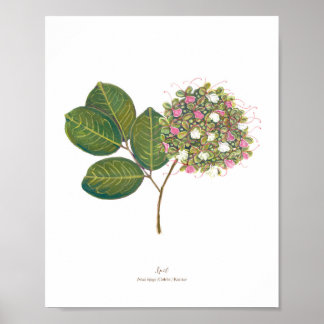 Poster Ipil (Intsia bijuga) Flores forestières philippine