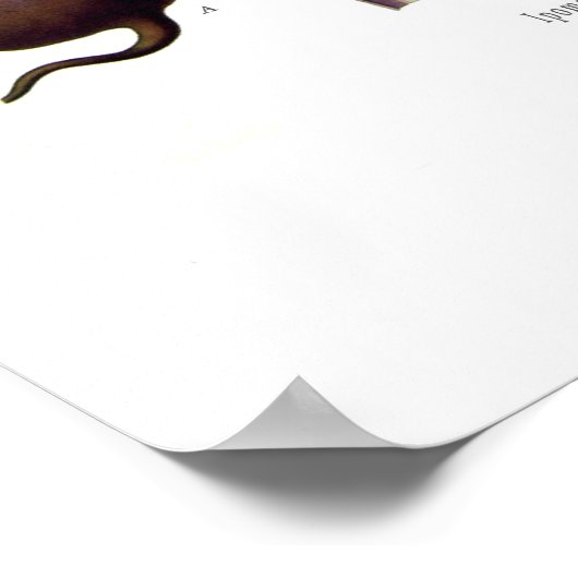 Poster Ipomea purga (jalap) (Coin)