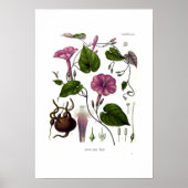 Poster Ipomea purga (jalap) (Devant)