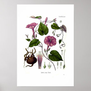 Poster Ipomea purga (jalap)