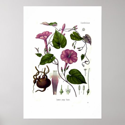 Poster Ipomea purga (jalap) (Devant)