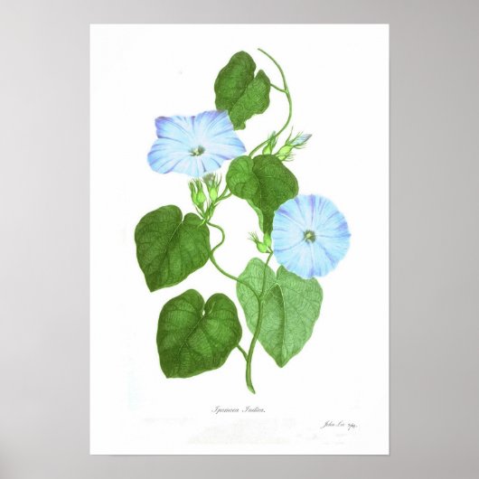 Poster Ipomoea Indica (Devant)