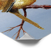 Poster Irate Carolina Wren (Coin)