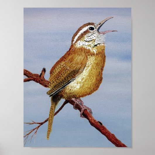 Poster Irate Carolina Wren (Devant)