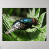 Poster Iridescence - Bouteille bleue (Devant)