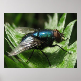 Poster Iridescence - Bouteille bleue