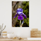 Poster Iris (Cuisine)