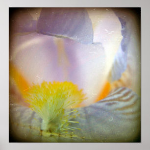 Poster Iris