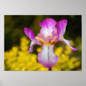 Poster Iris (Devant)