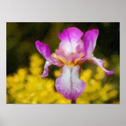 Poster Iris (Devant)