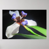 Poster Iris (Devant)