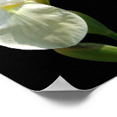 Poster Iris (Coin)