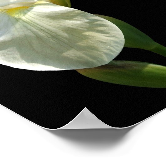 Poster Iris (Coin)