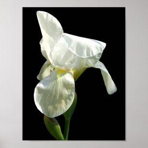 Poster Iris