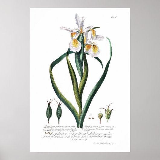 Poster Iris (Devant)