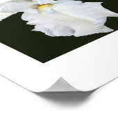 Poster Iris à barbe blanche sur fond noir (Coin)