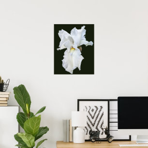 Poster Iris à barbe blanche sur fond noir