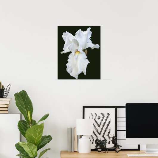 Poster Iris à barbe blanche sur fond noir (Bureau à domicile)