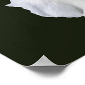 Poster Iris à barbe blanche sur fond noir (Coin)