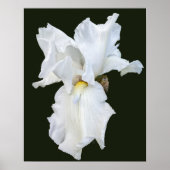 Poster Iris à barbe blanche sur fond noir (Devant)