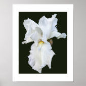 Poster Iris à barbe blanche sur fond noir (Devant)