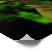 Poster Iris à mâcher (Coin)