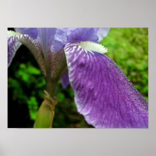 Poster Iris à mâcher
