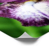 Poster Iris À Pâtes Violettes Gros Plan Fleur Orton Art (Coin)