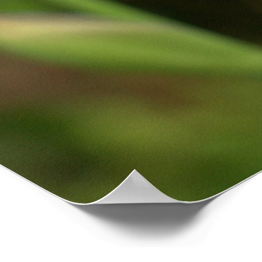 Poster Iris à périwinkle avec Raindrops Garden (Coin)