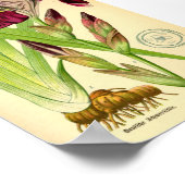 Poster Iris allemand (Iris germanica) (Coin)