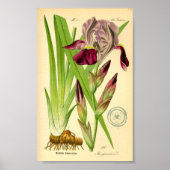 Poster Iris allemand (Iris germanica) (Devant)