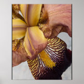 Poster Iris barbu floral jaune et violet (Devant)