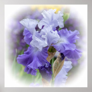 Poster Iris barbu majestueux - pourpre et blanc