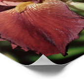 Poster Iris barbu Root Beer au soleil (Coin)