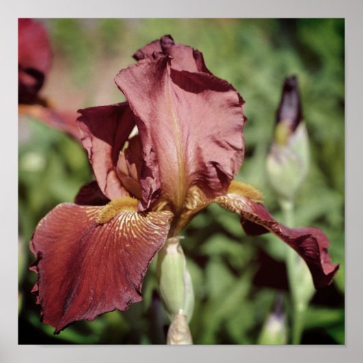 Poster Iris barbu Root Beer au soleil (Devant)