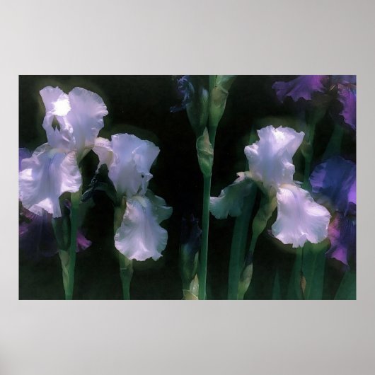 Poster Iris blancs en fleurs au clair de lune (Devant)