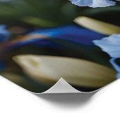 Poster Iris bleu et blanc pendant l'heure d'or (Coin)