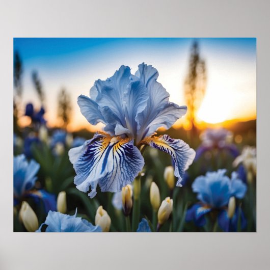Poster Iris bleu et blanc pendant l'heure d'or (Devant)