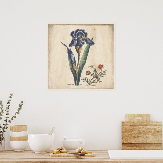 Poster Iris Botanical Print Antique Illustration (Cuisine)