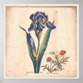 Poster Iris Botanical Print Antique Illustration (Devant)