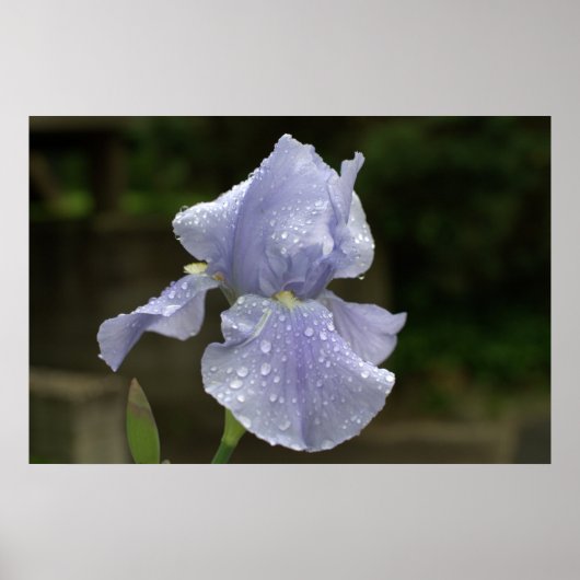 Poster Iris de périphérie avec gouttes de pluie (Devant)