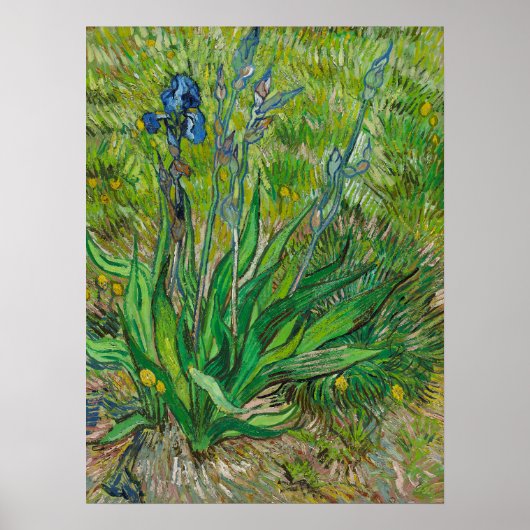 Poster Iris de Van Gogh - Art floral bleu classique (Devant)