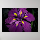 Poster Iris d'eau 458 (Devant)