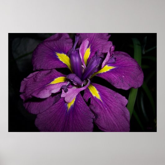 Poster Iris d'eau 458 (Devant)