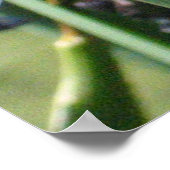 Poster Iris d'eau sur étang (Coin)